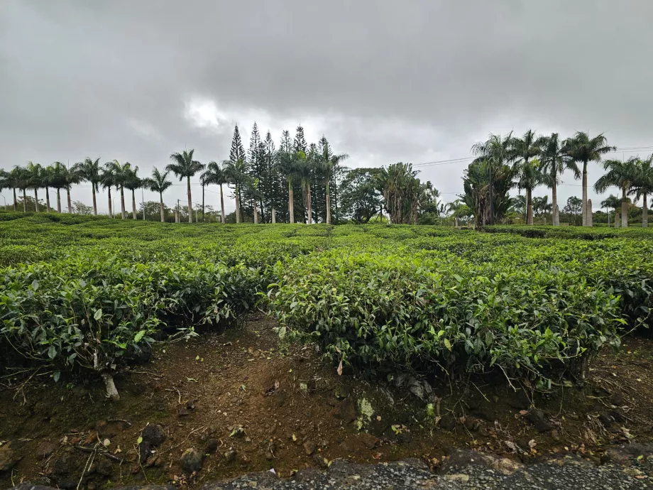 Plantación de té Bois Cheri