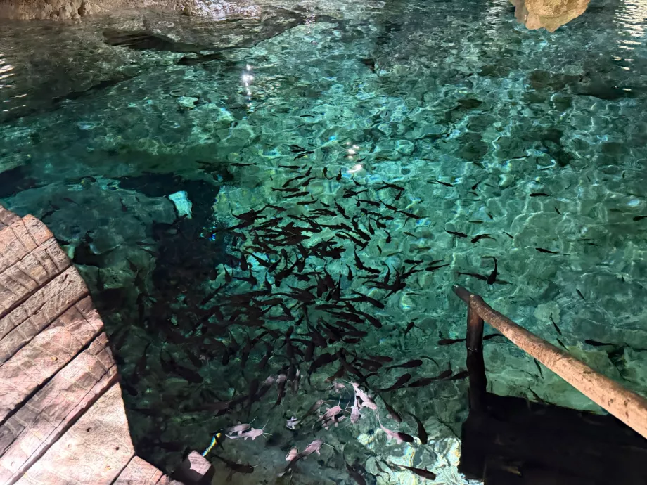 Cenote de Aktun Chen