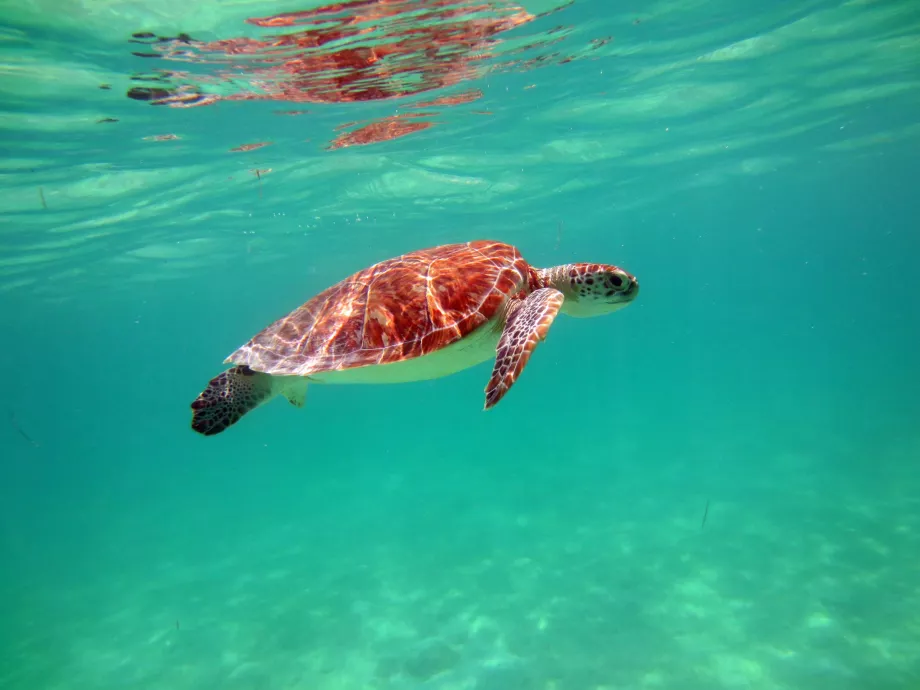 Tortugas en la bahía de Akumal