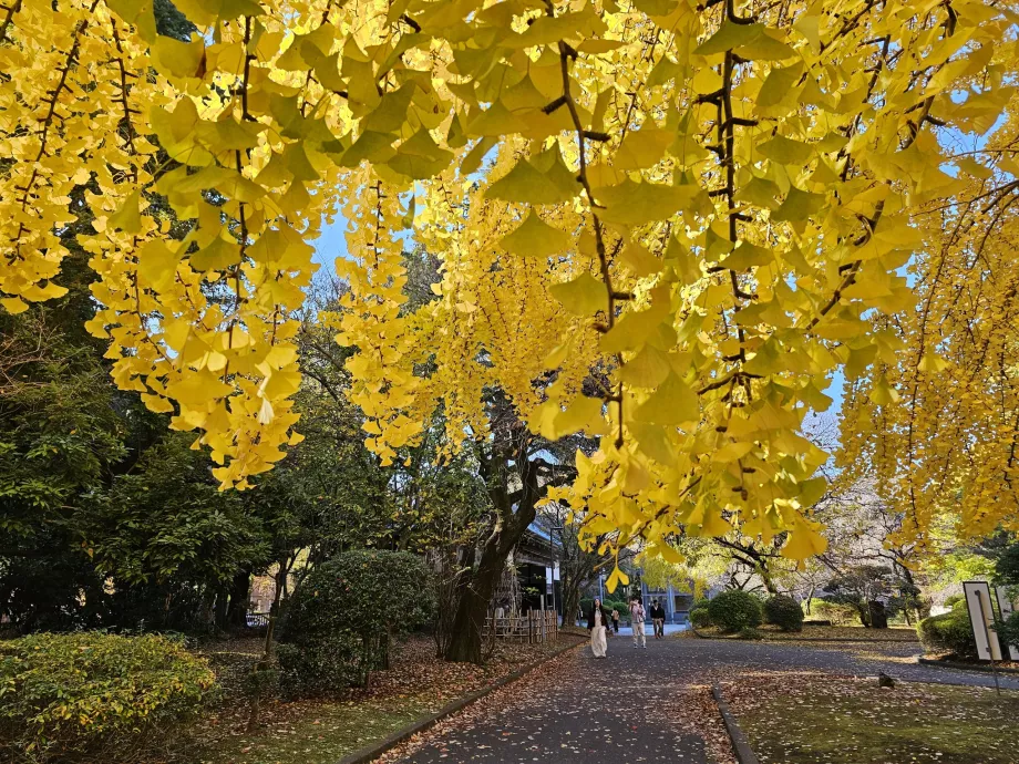 Otoño en el Parque de Ueno