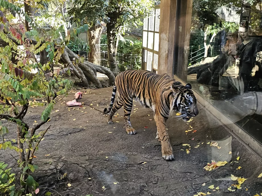Tigre en el zoo de Ueno