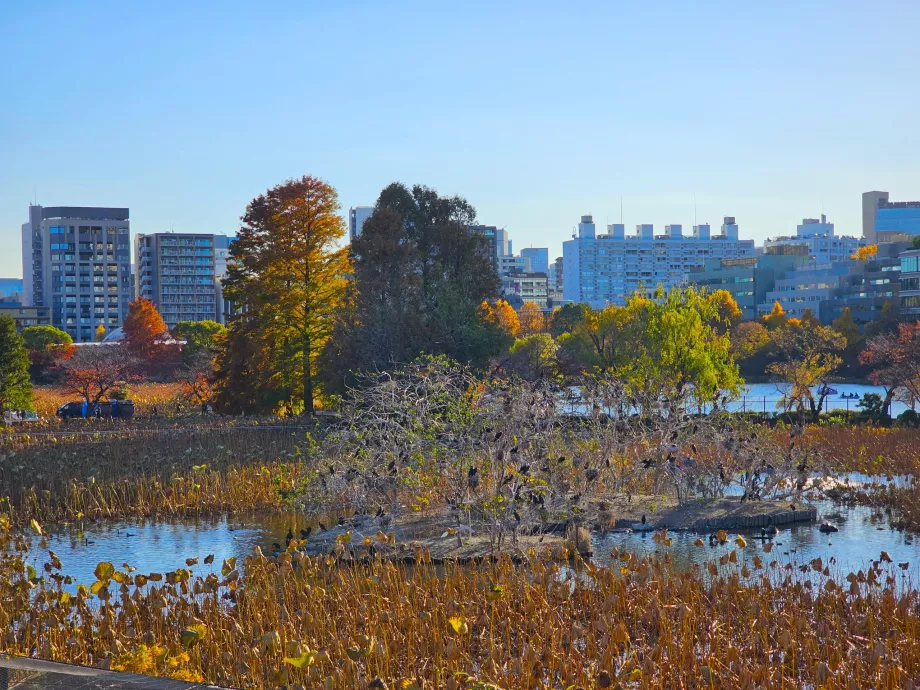Parque Ueno, estanque Shinobazu