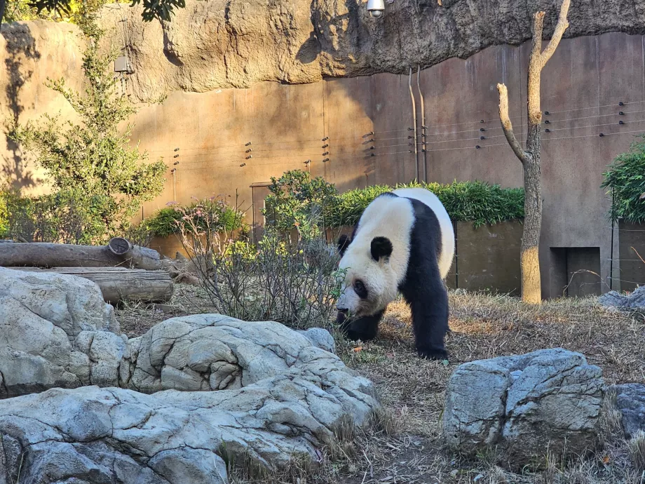 Panda en el zoo de Ueno