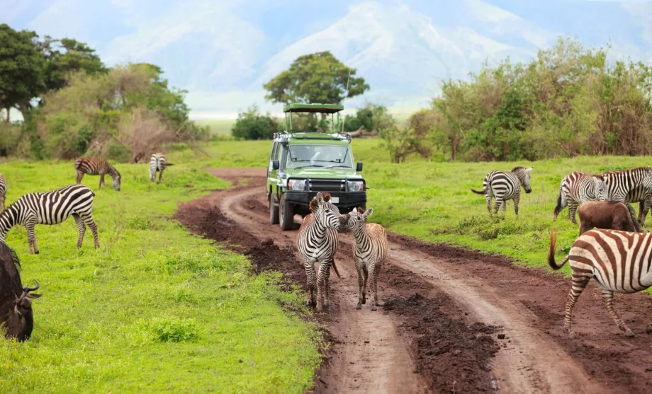 Coche de safari