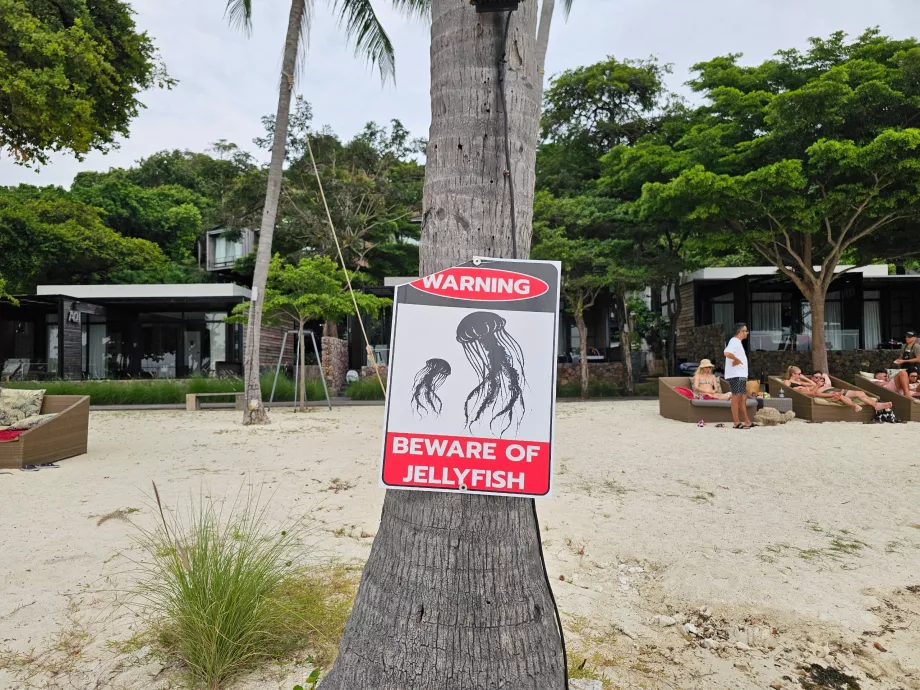 Playa de Rin Nai, alerta de medusas