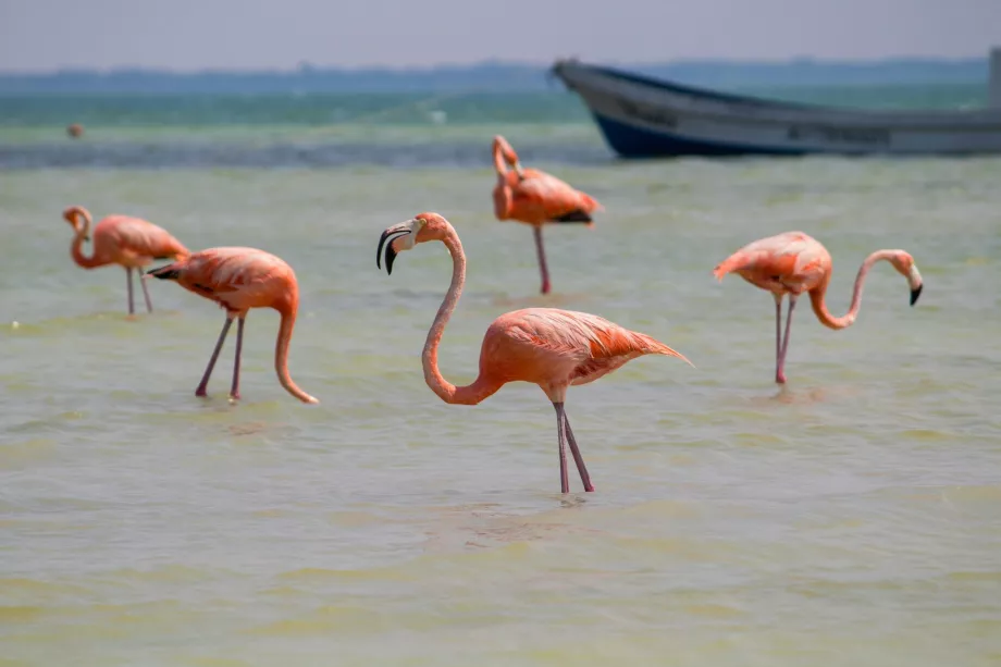 Flamencos en Holbox