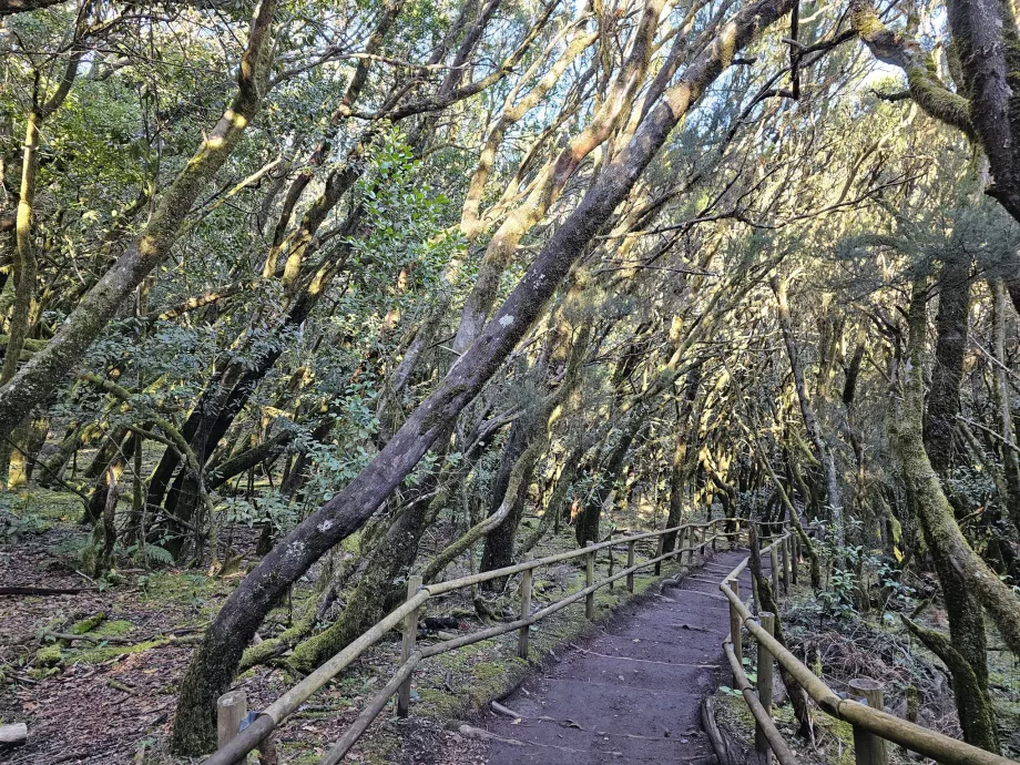 Bosques de laurisilva alrededor de Laguna Grane