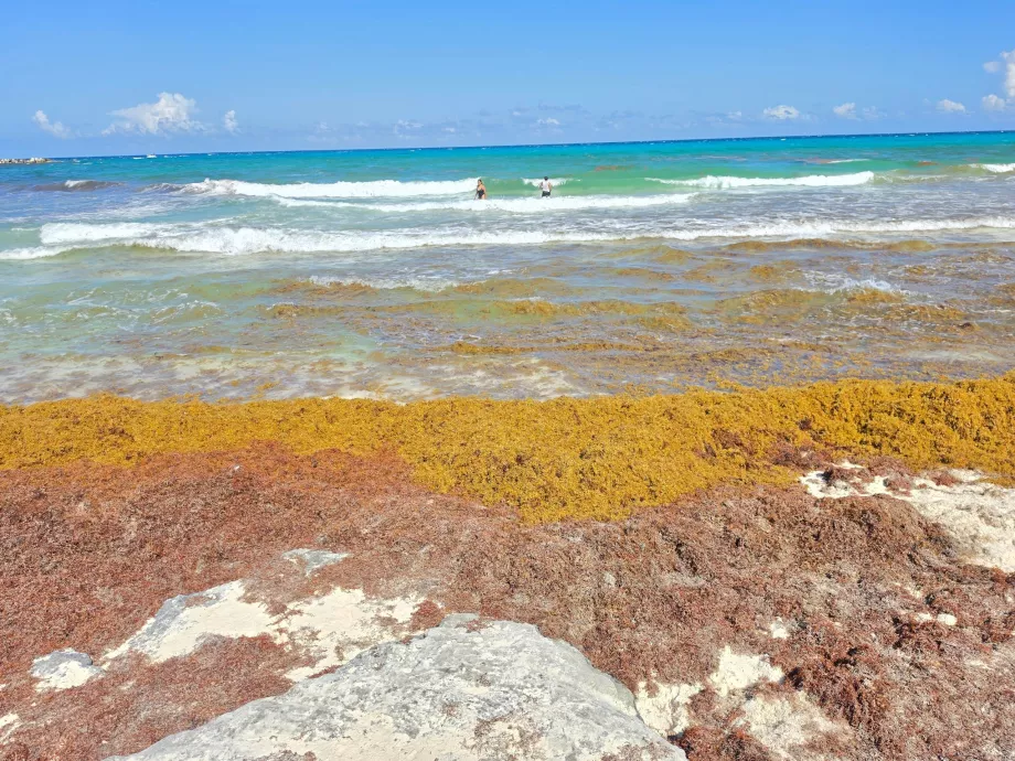 Playa Gaviota Azul, sargazo