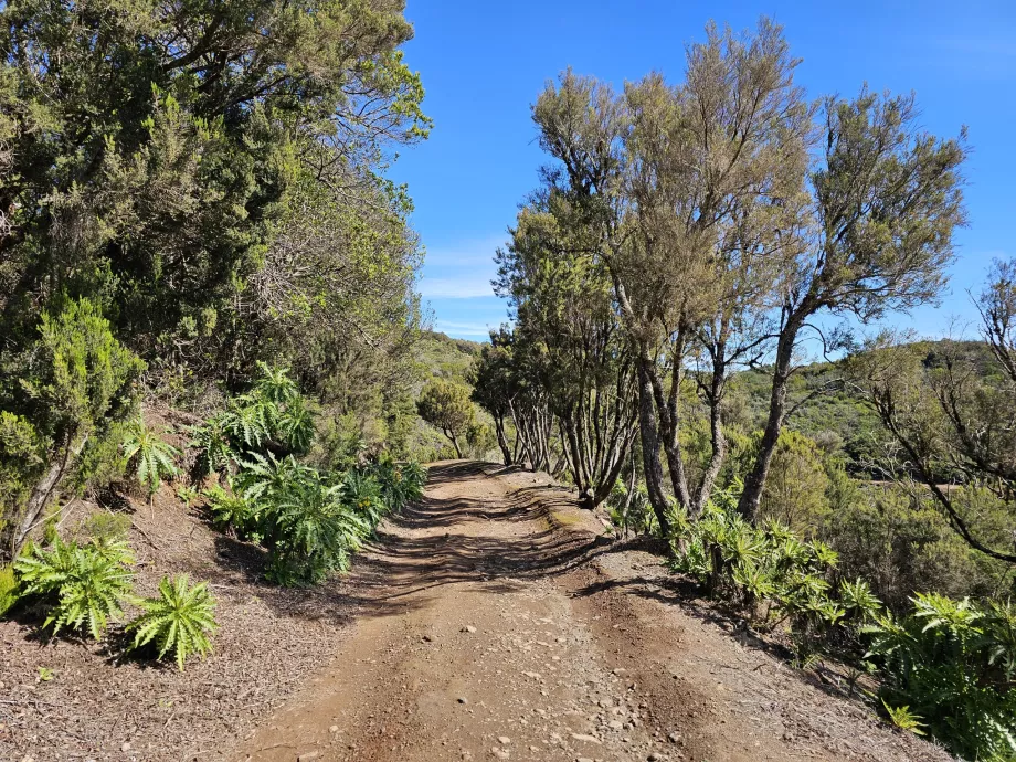 Variante de la ruta al Alto de Garajonay