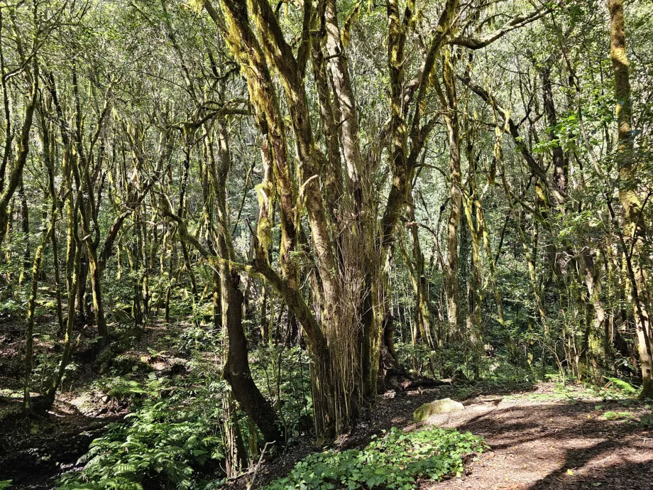 Los bosques que rodean El Cedro