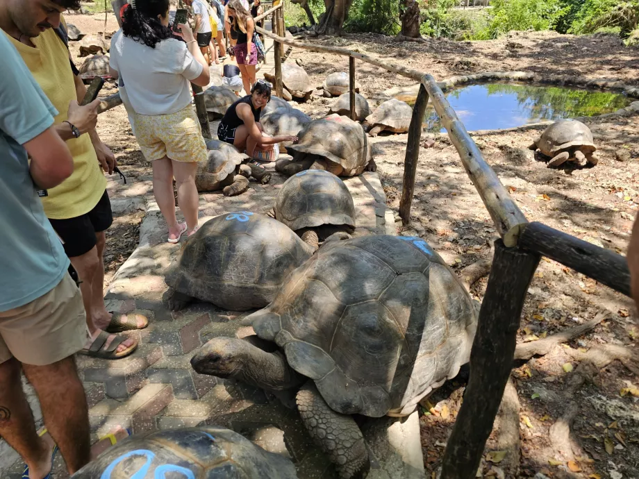 Isla Prisión, tortugas gigantes
