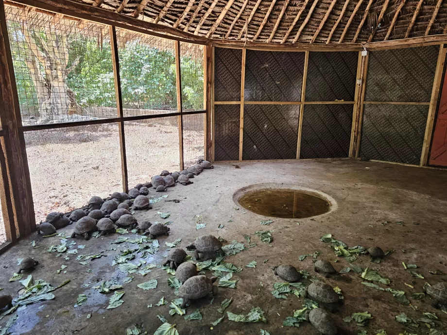 Isla Prisión, tortugas gigantes
