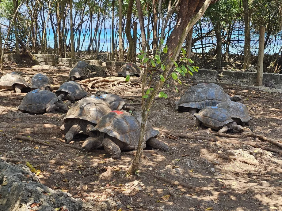 Isla Prisión, tortugas gigantes