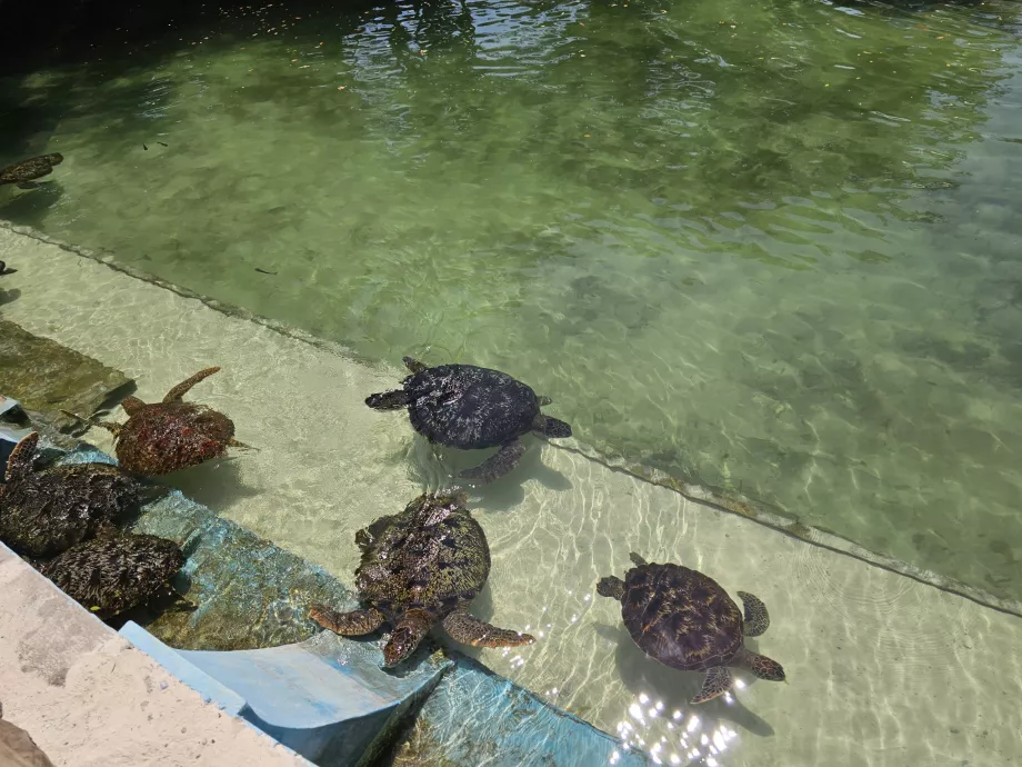 Nungwi, Acuario de Mnarani