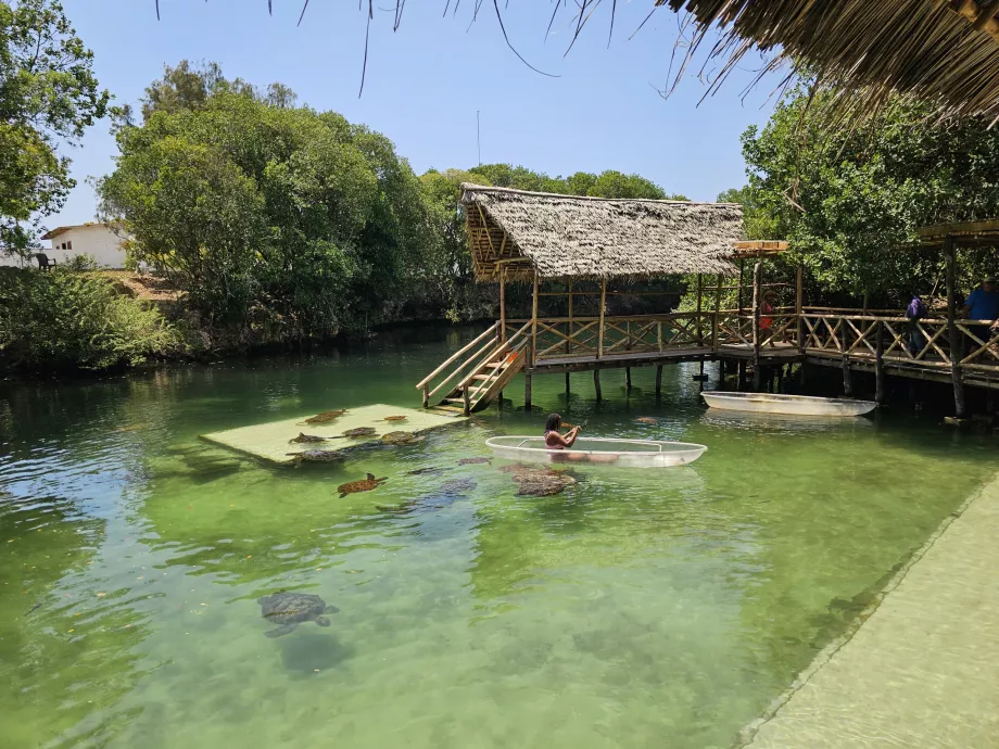 Nungwi, Acuario de Mnarani