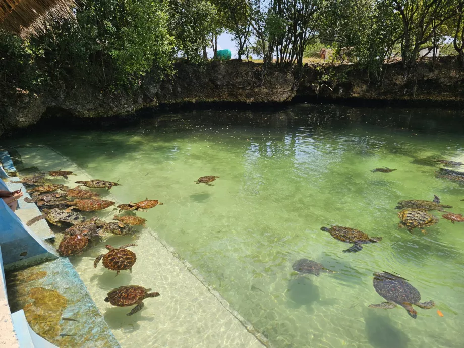 Nungwi, Acuario de Mnarani