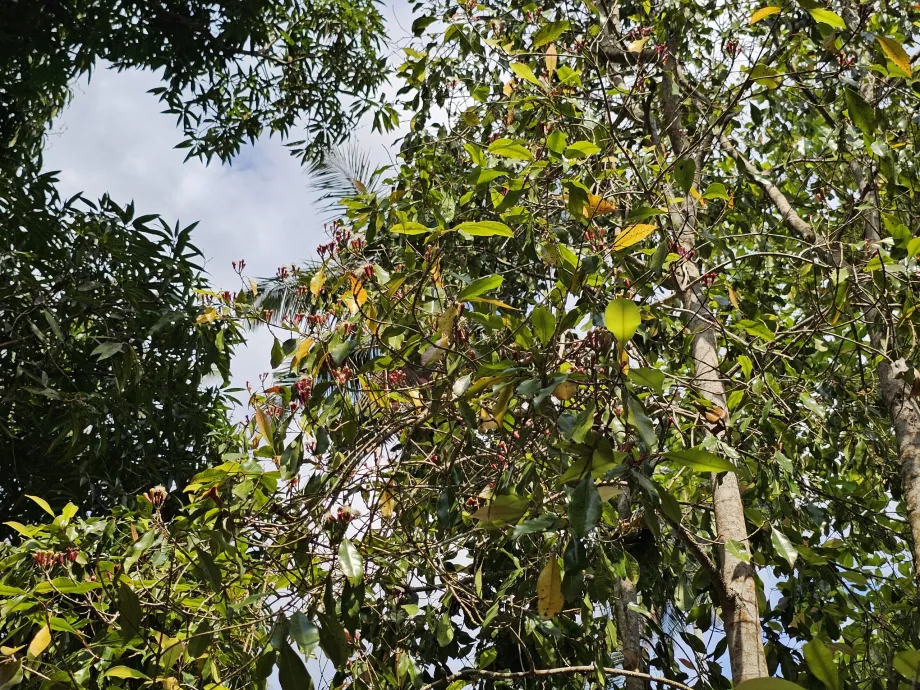 Rábano en la granja con especias