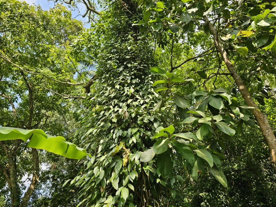 Pimienta negra