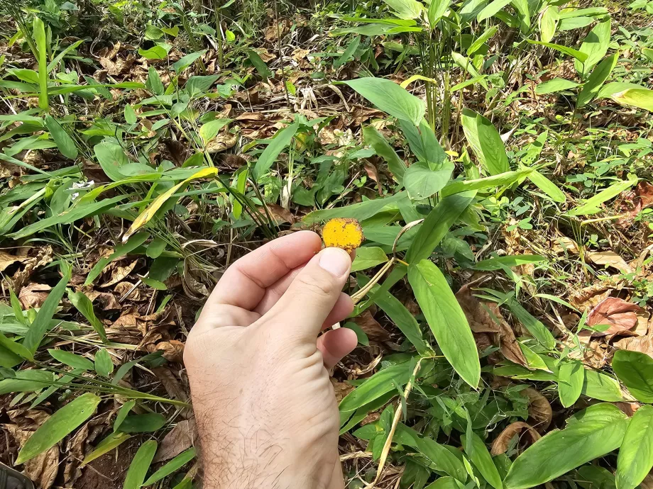 Cúrcuma