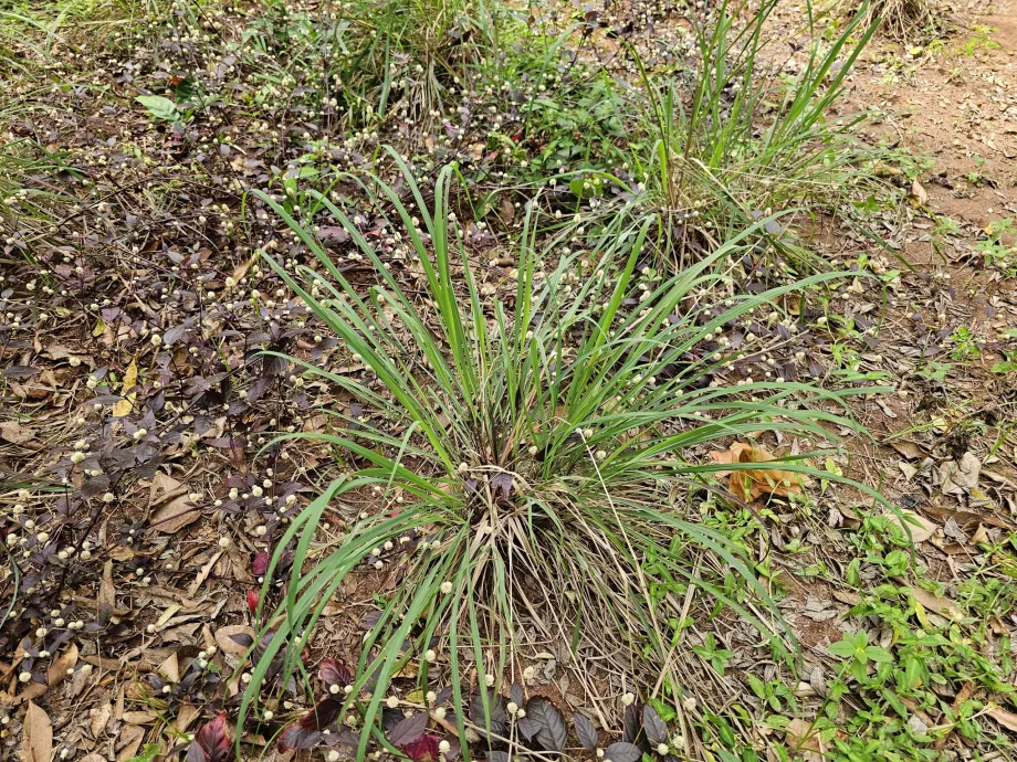 Hierba limón