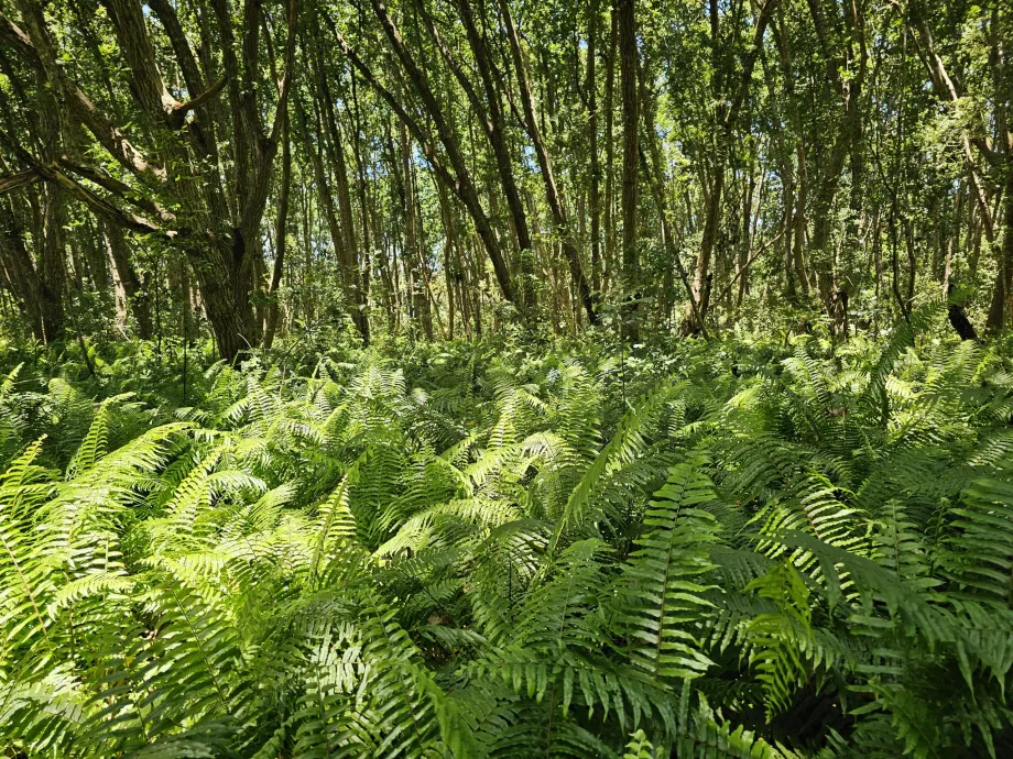 Bosque de Jozani