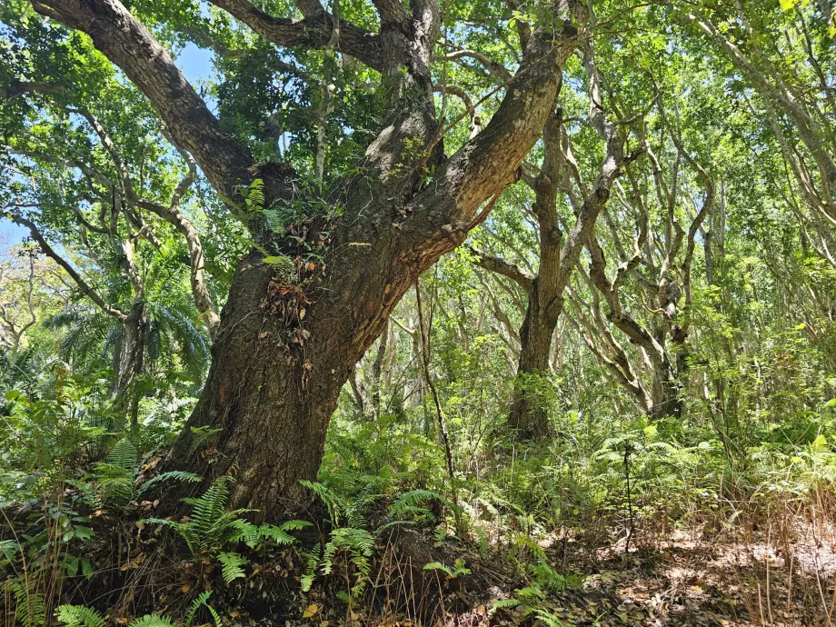 Bosque de Jozani