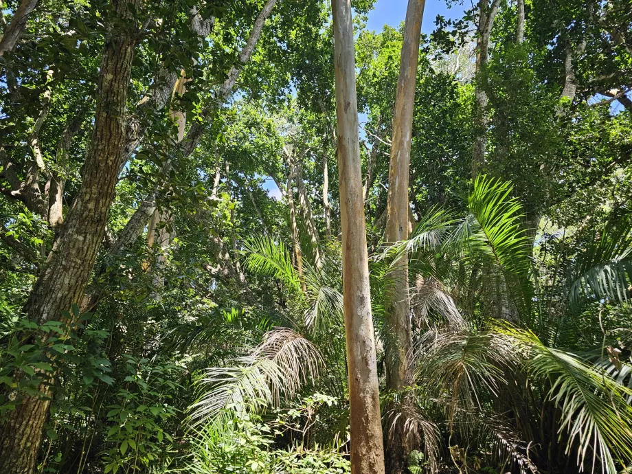Bosque de Jozani