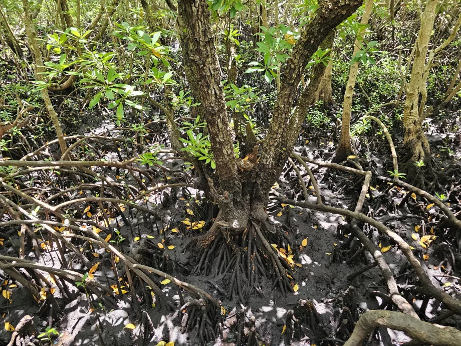 Bosque de Jozani, manglares