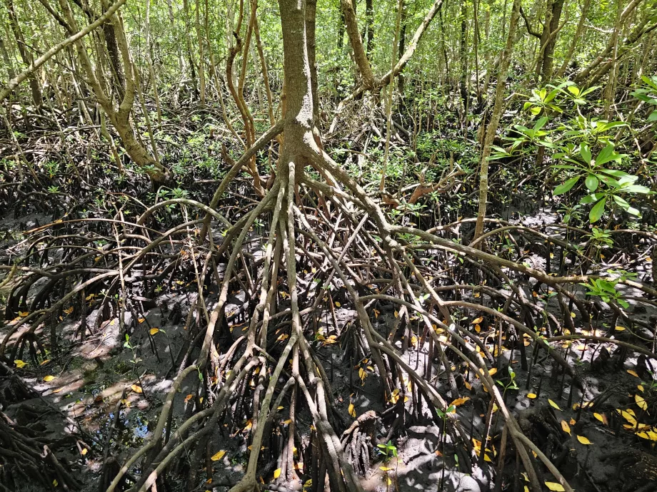 Bosque de Jozani, manglares