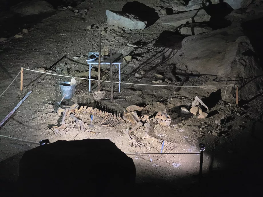 Esqueleto de un oso de las cavernas