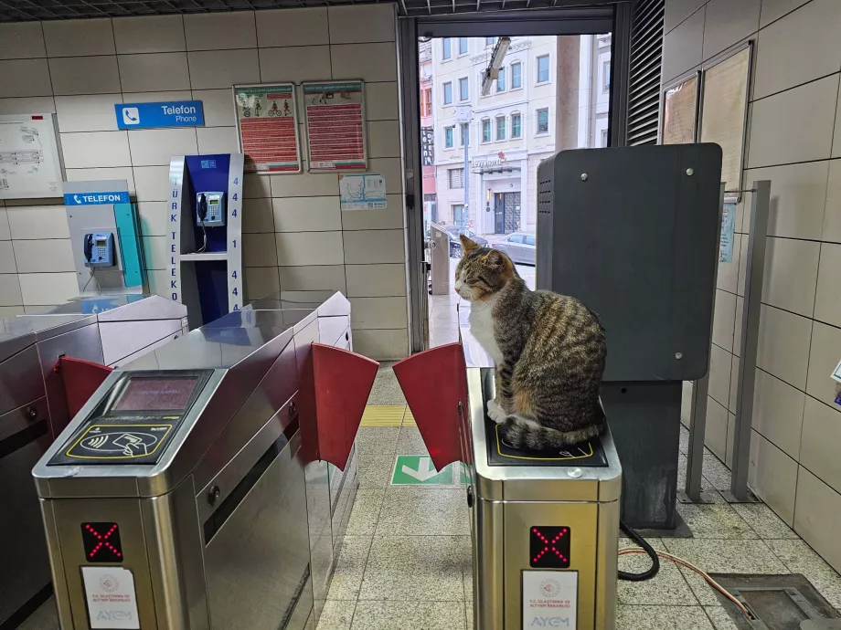 Gato en el torniquete de entrada a la estación de tren
