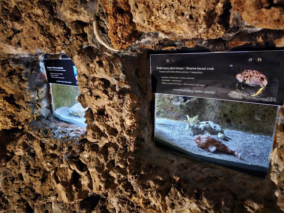 Acuario de Rodas