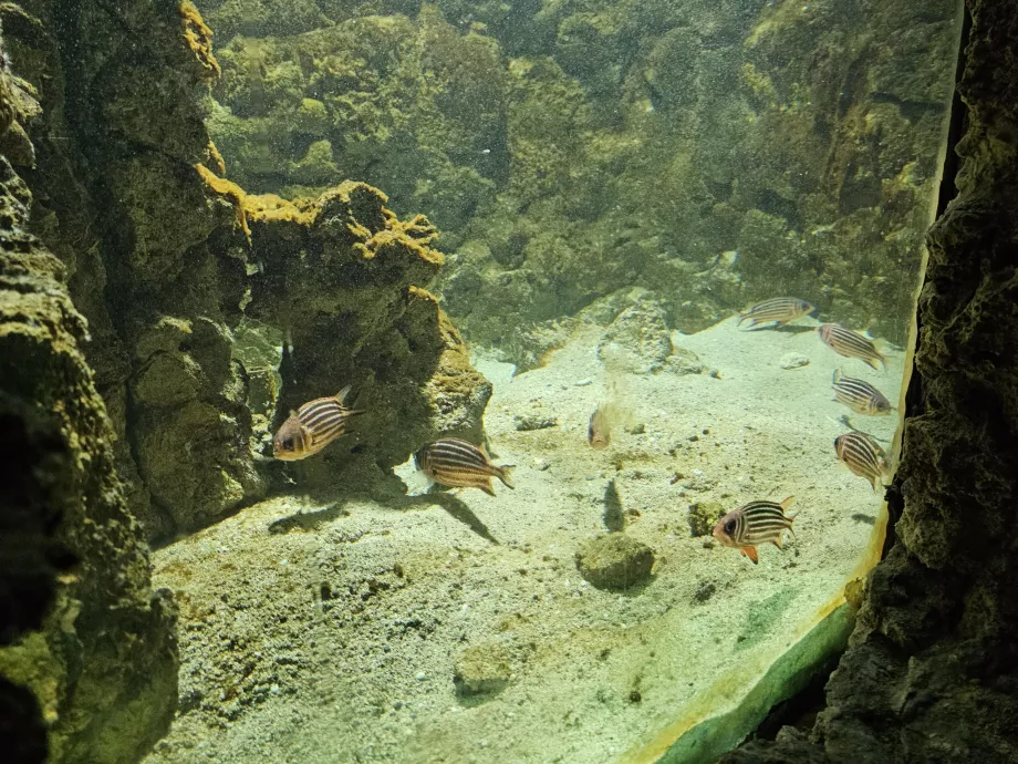 Acuario de Rodas