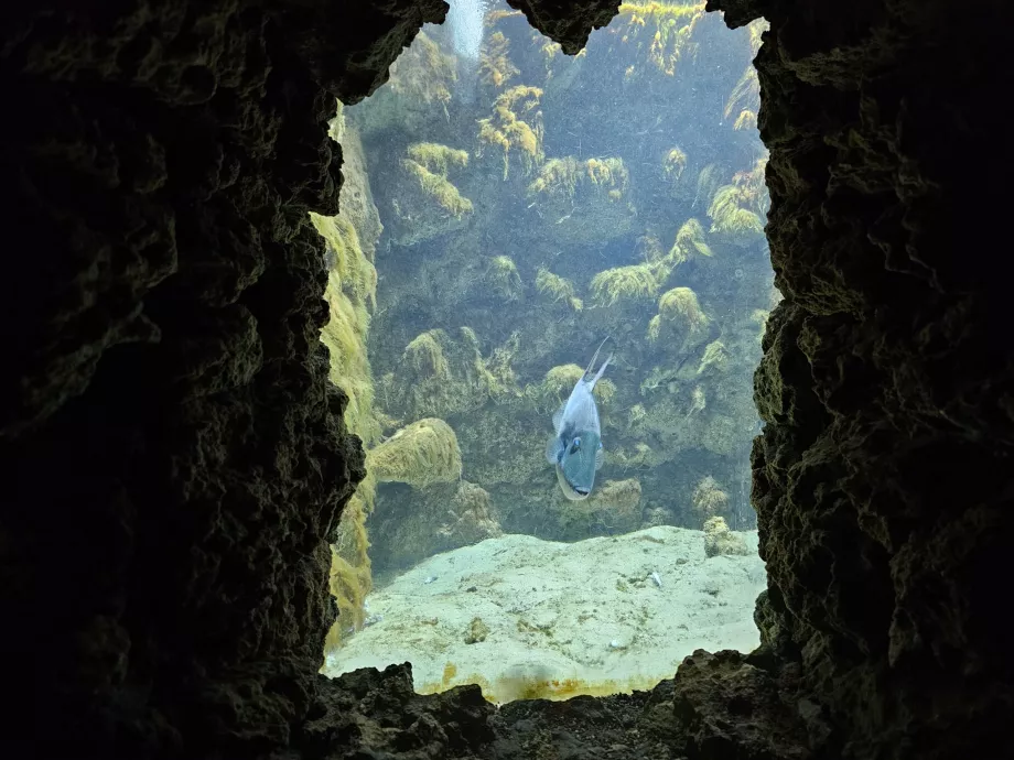 Acuario de Rodas