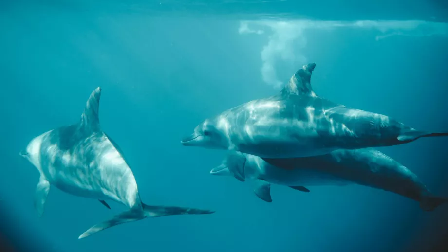 Delfines en Zanzíbar