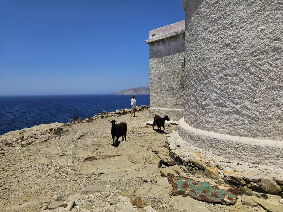 Cabras en el faro de Prasonisi