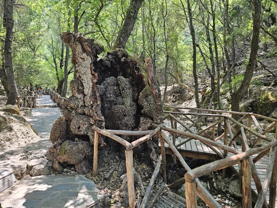 Valle de las mariposas