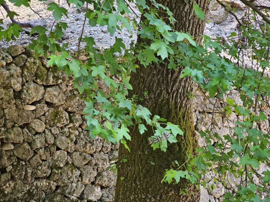 Valle de las mariposas