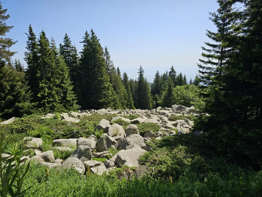 Bosques en las laderas de Vitosha