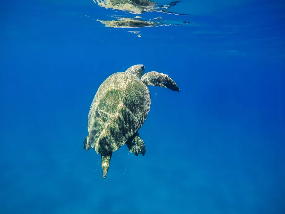 Tortugas en Zante