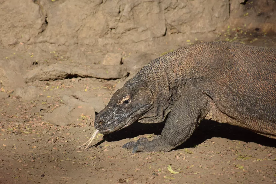 Dragón de Komodo, Islas Komodo, Indonesia