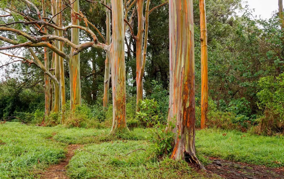 Árboles arco iris