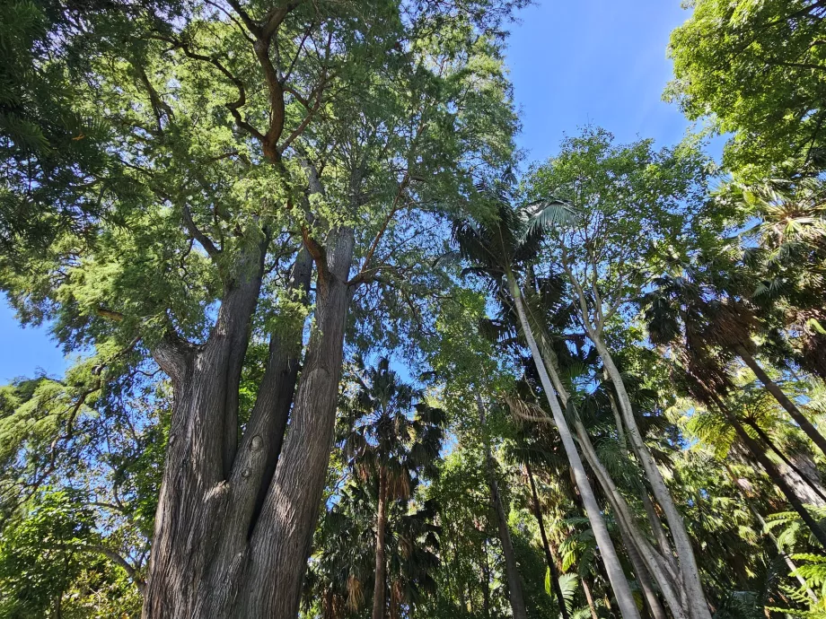 Real Jardín Botánico