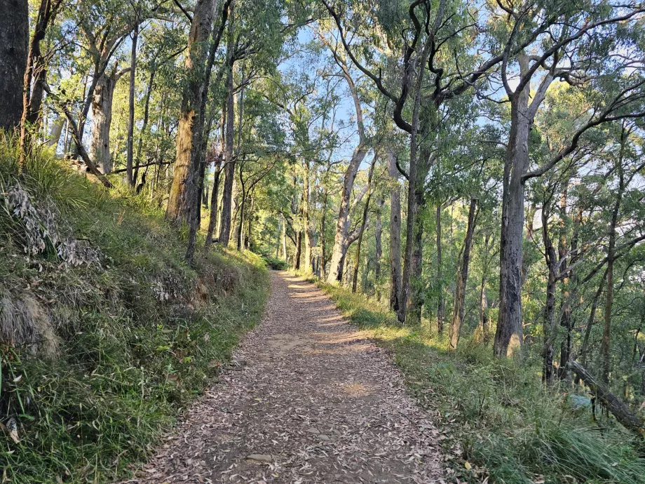 Dandenong Ranges, ruta de senderismo