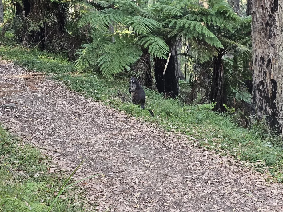 Canguro de bosque