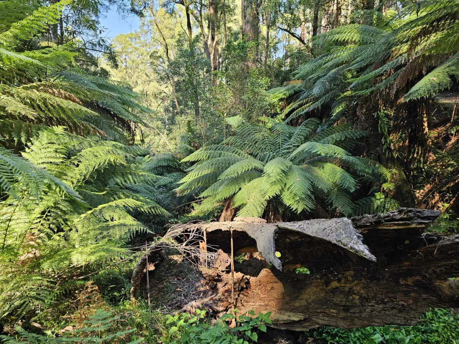 Cordillera de Dandenong