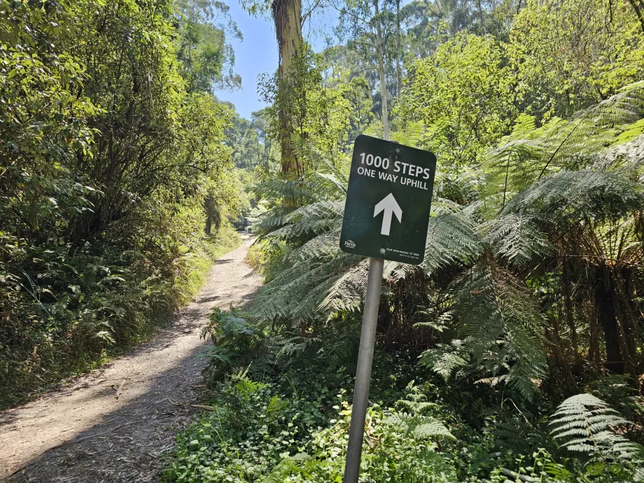 1000 pasos