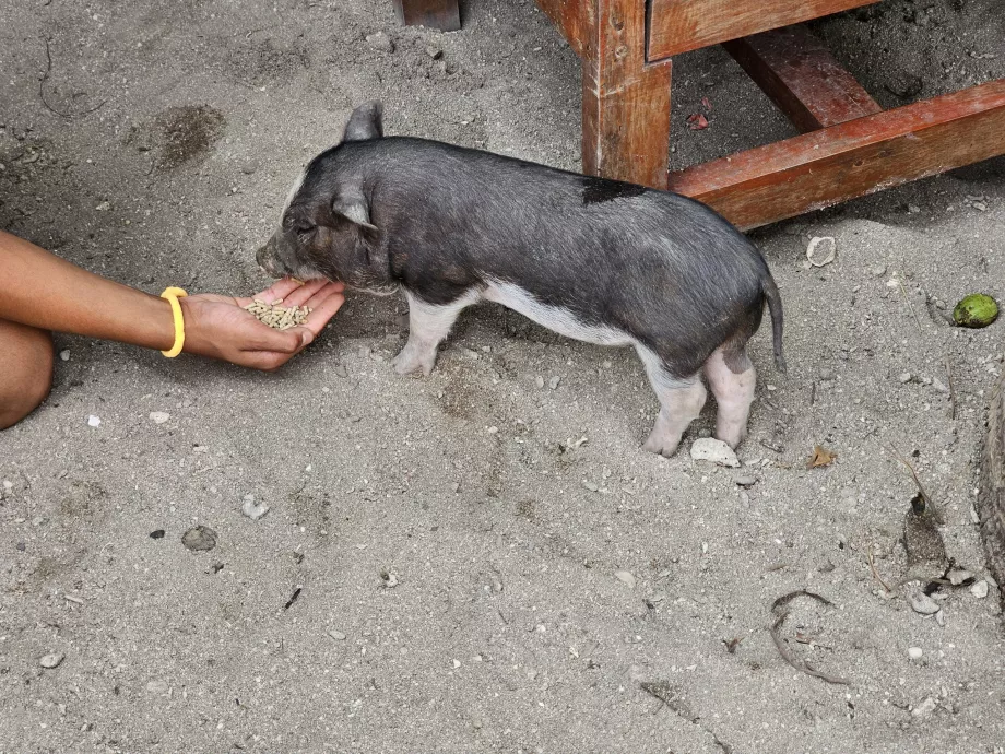 Alimentar a los cerdos en Pig Island